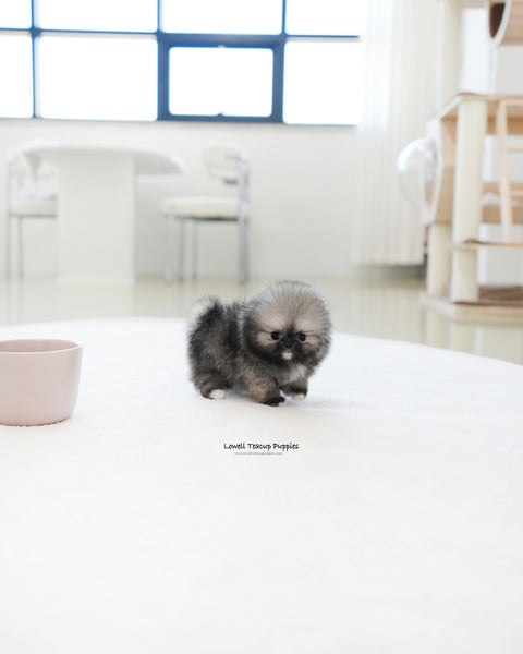 Teacup Pomeranian Female [Tommy]