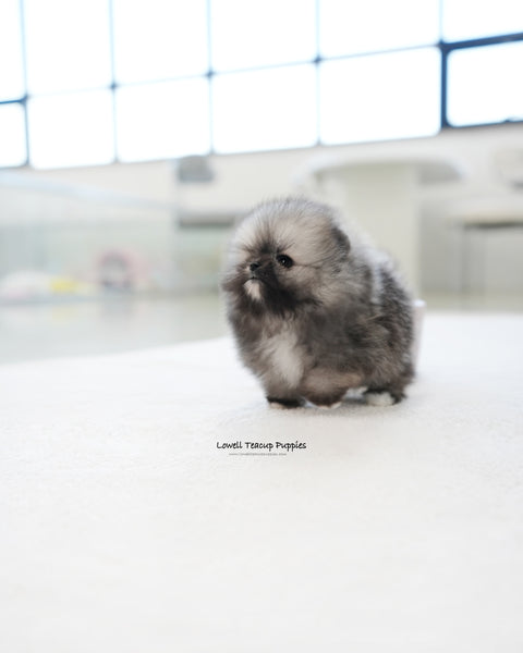 Teacup Pomeranian Female [Tommy]