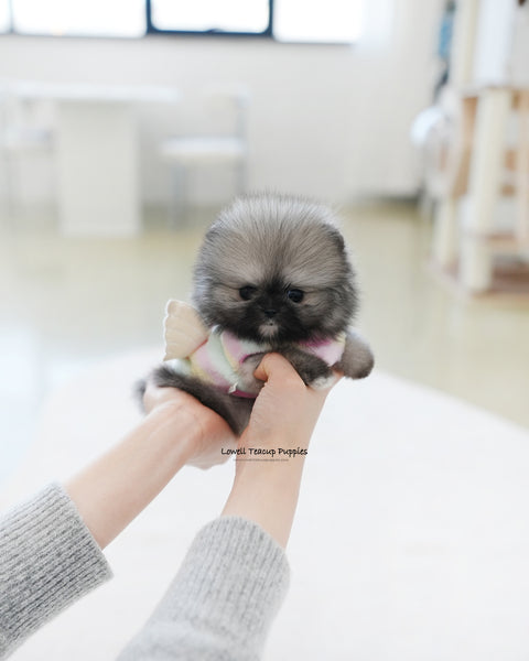 Teacup Pomeranian Female [Tommy]