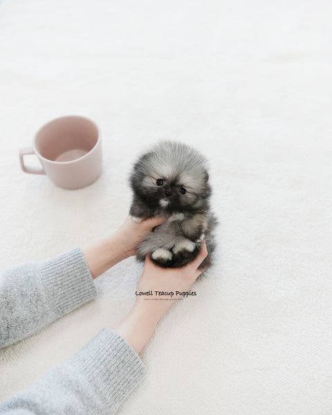 Teacup Pomeranian Female [Tommy]