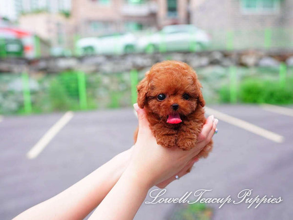 Teacup Poodle Male [Teddy] - Lowell Teacup Puppies inc