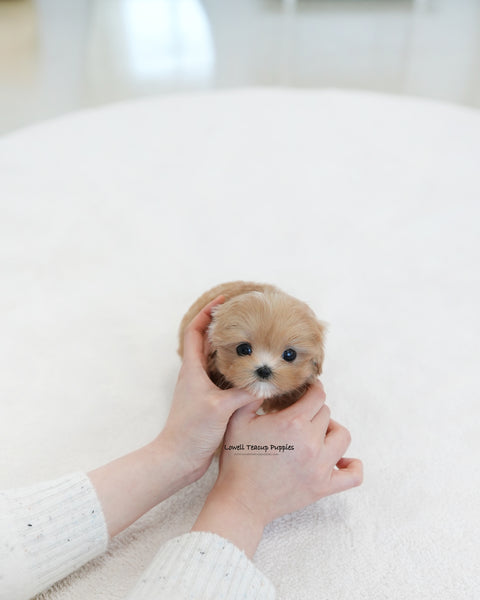 Teacup Maltipoo Female [Tippy]