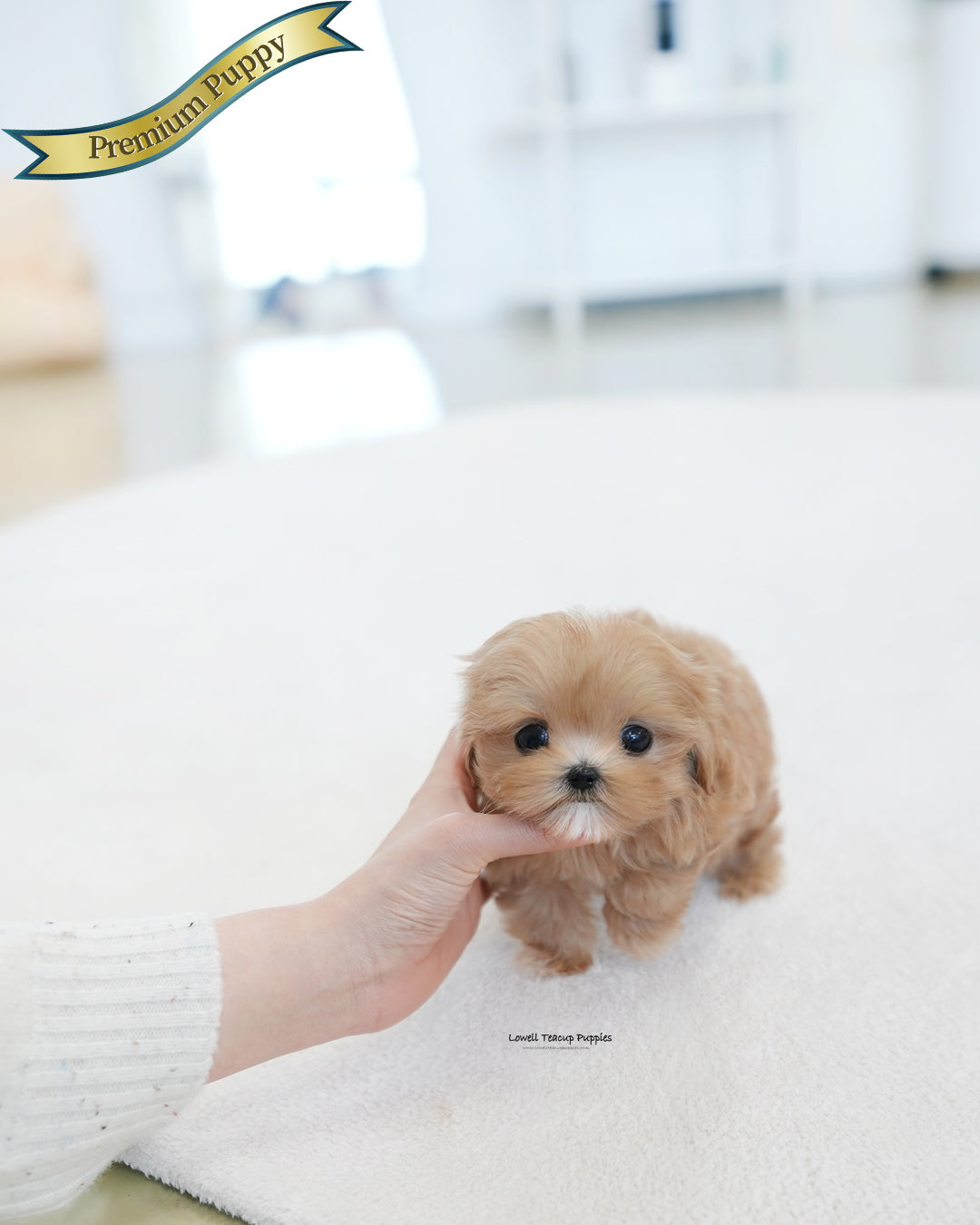 Teacup Maltipoo Female [Tippy]