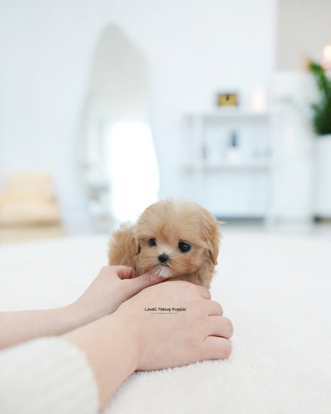 Teacup Maltipoo Female [Tippy]