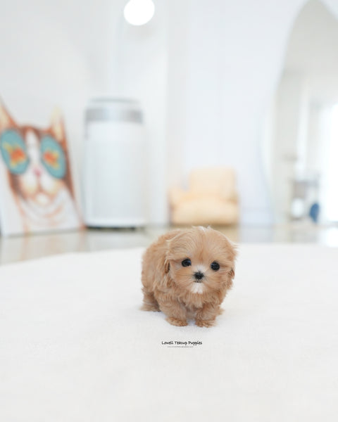 Teacup Maltipoo Female [Tippy]