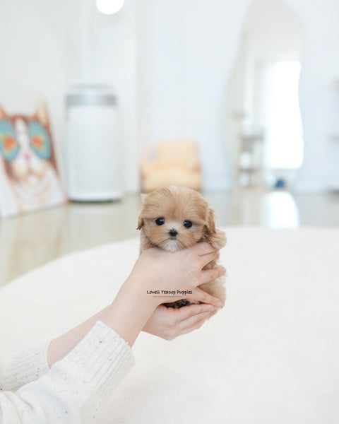 Teacup Maltipoo Female [Tippy]