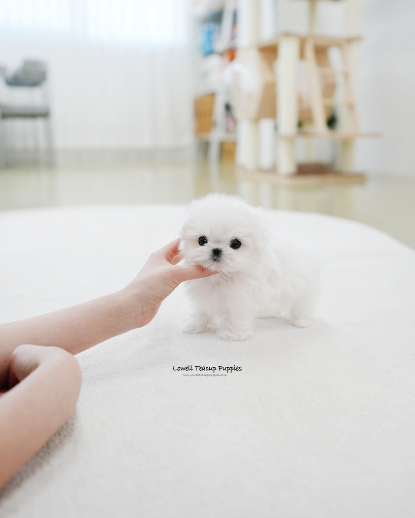 Teacup Maltese Male [Juniper] Lowell Teacup Puppies inc