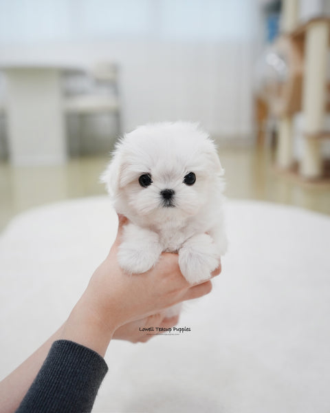 Teacup Maltese Female [Roa]