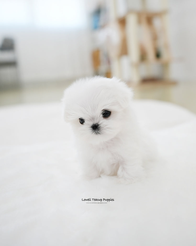 Teacup Maltese Male [Juniper] Lowell Teacup Puppies inc