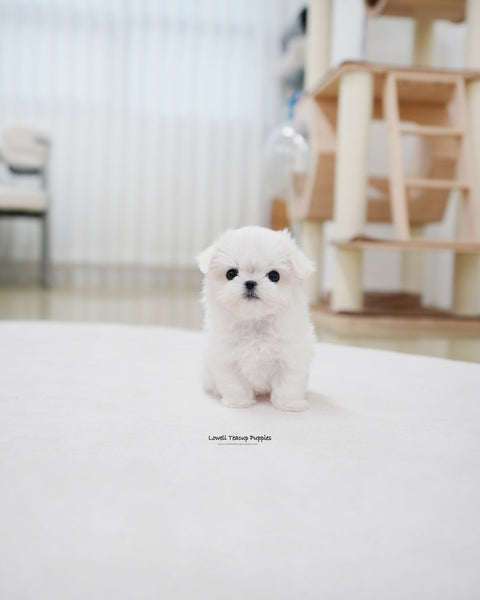 Teacup Maltese Female [Roa]