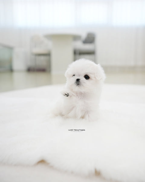 Teacup Maltese Male [Juniper]