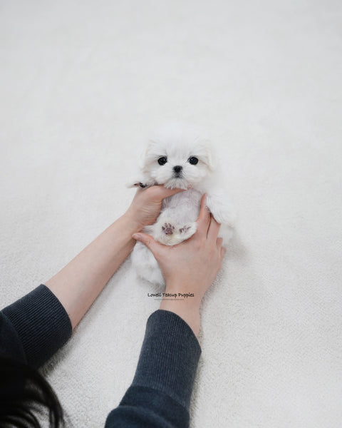 Teacup Maltese Female [Roa]