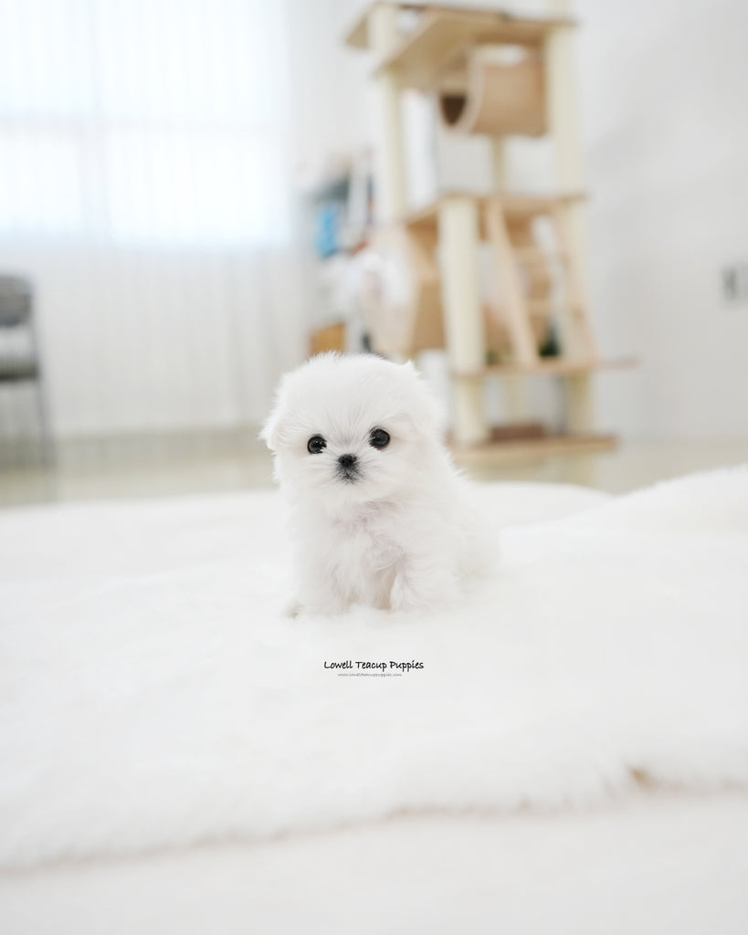 Teacup Maltese Male [Juniper] Lowell Teacup Puppies inc