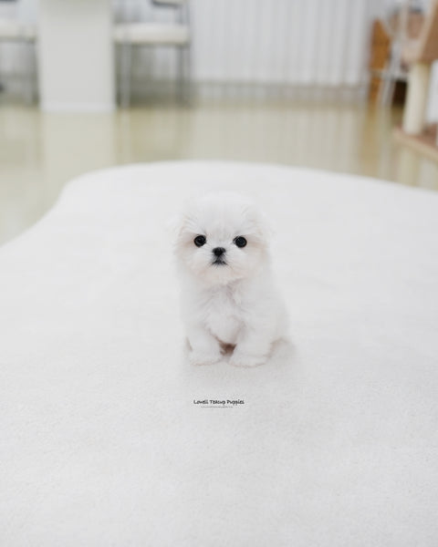 Teacup Maltese Female [Roa]