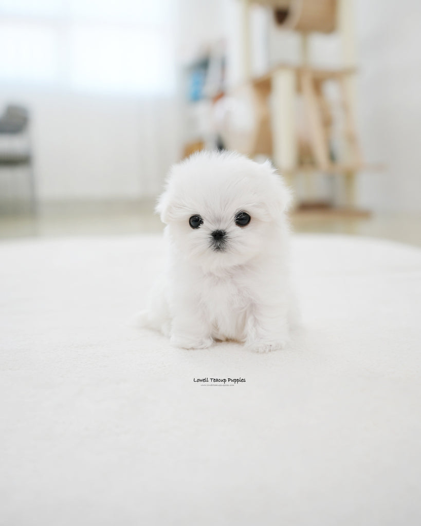 Teacup Maltese Male [Juniper] Lowell Teacup Puppies inc