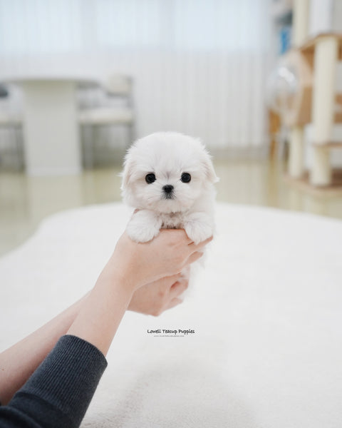 Teacup Maltese Female [Roa]