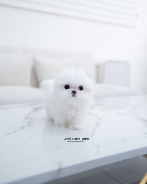 Teacup Maltese Female [Helen]