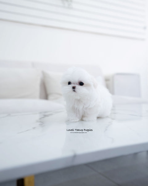 Teacup Maltese Female [Helen]