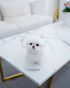 Teacup Maltese Female [Helen]