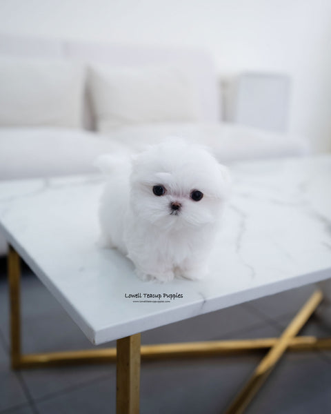 Teacup Maltese Female [Helen]