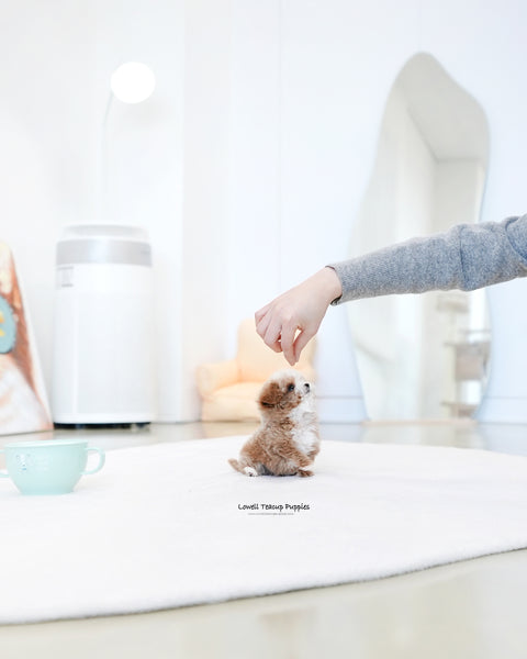 Teacup Maltipoo Male [Burberry]