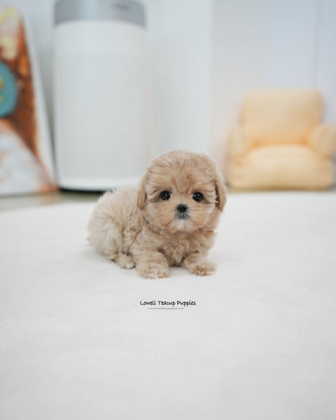 Teacup Maltipoo Female [Rose]