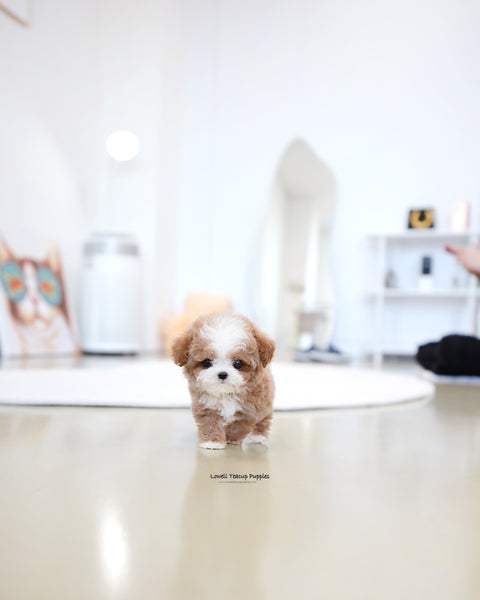 Teacup Maltipoo Male [Burberry]