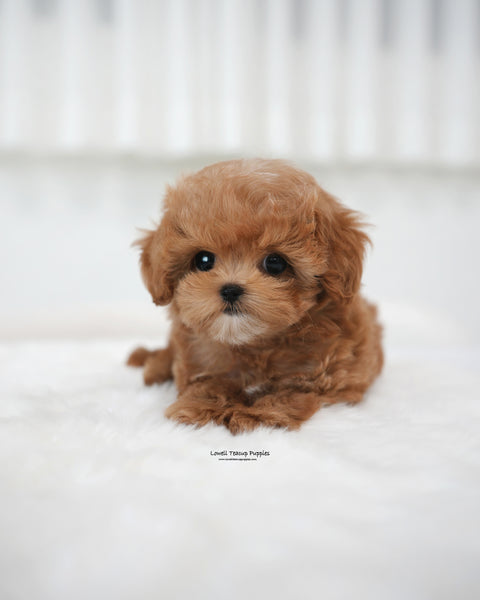 Teacup Maltipoo Male [Ivo]