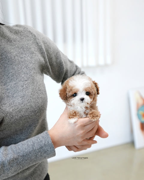 Teacup Maltipoo Male [Burberry]