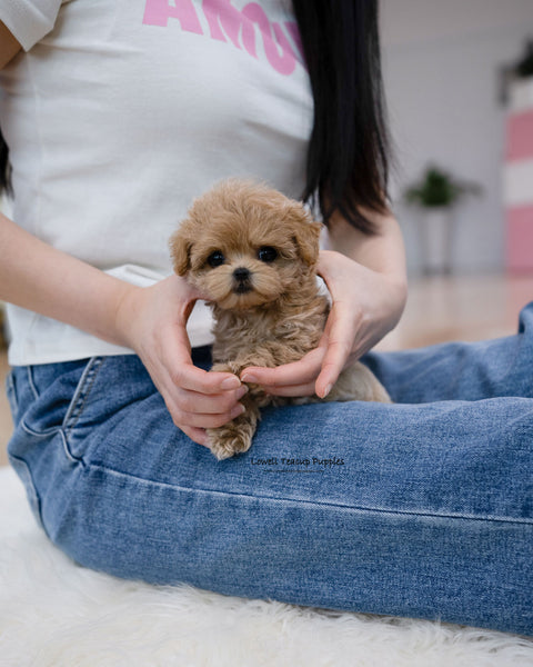 Teacup Maltipoo Female [Bunny]