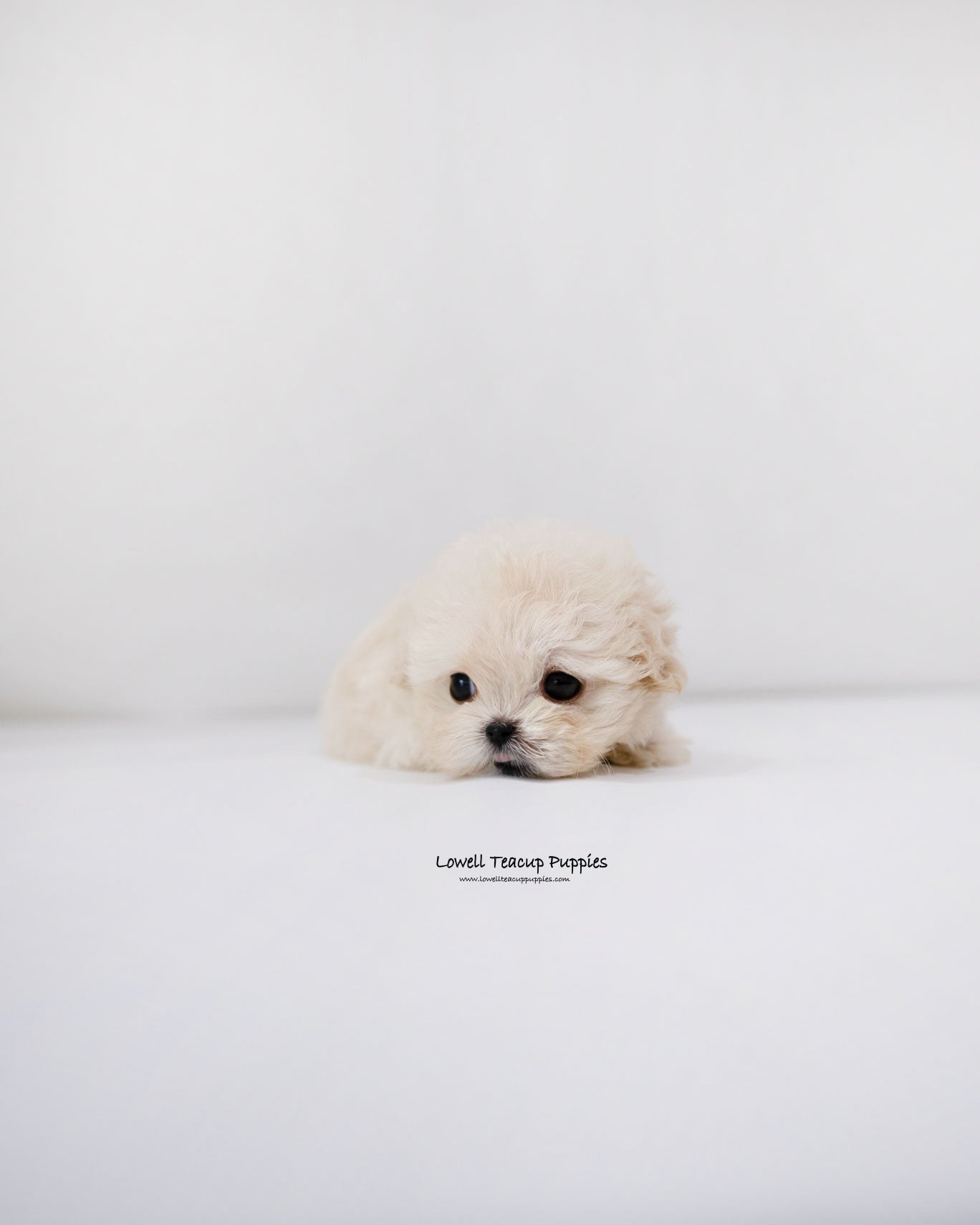 Teacup Maltipoo Female [Donna]