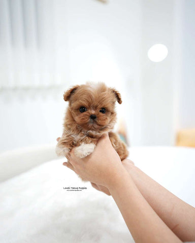 Teacup Maltipoo Female [Stacy]