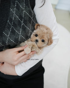 Teacup Maltipoo Female [Rose]