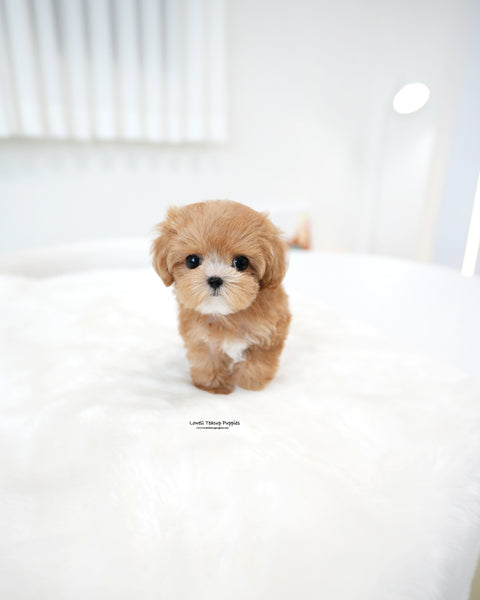 Teacup Maltipoo Male [Hero]