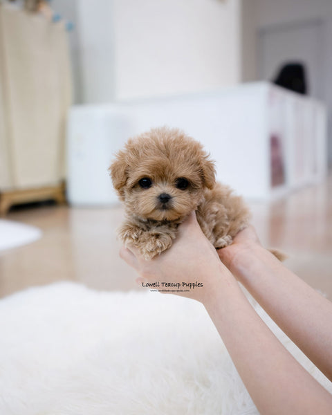 Teacup Maltipoo Female [Bunny]