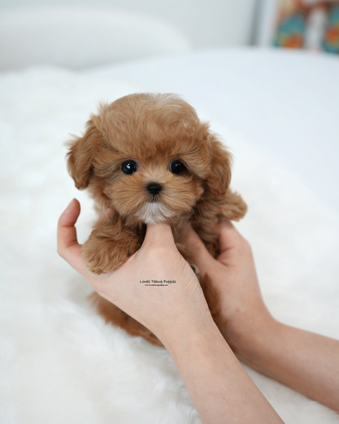 Teacup Maltipoo Male [Ivo]