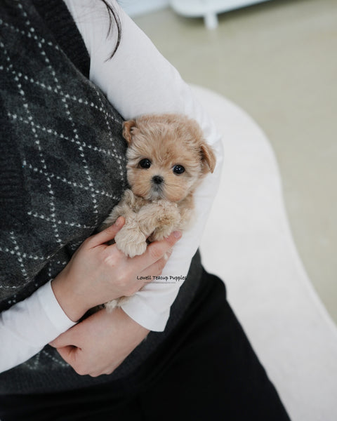 Teacup Maltipoo Female [Rose]