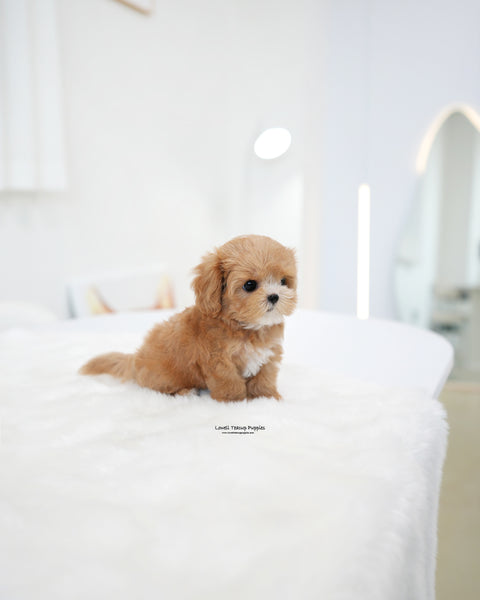 Teacup Maltipoo Male [Hero]