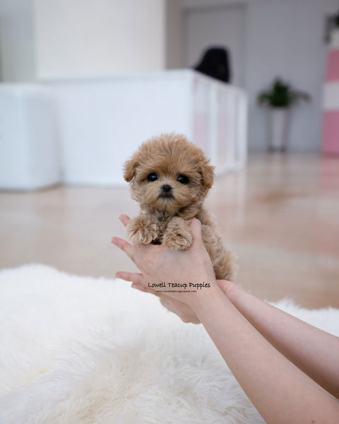 Teacup Maltipoo Female [Bunny]