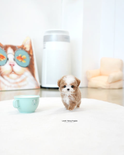 Teacup Maltipoo Male [Burberry]