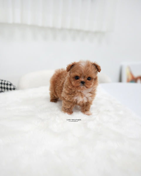 Teacup Maltipoo Female [Stacy]