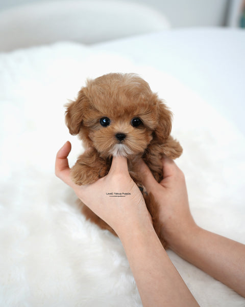 Teacup Maltipoo Male [Ivo]