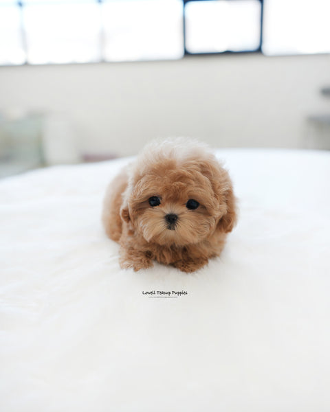 Teacup Maltipoo Female [Ann]