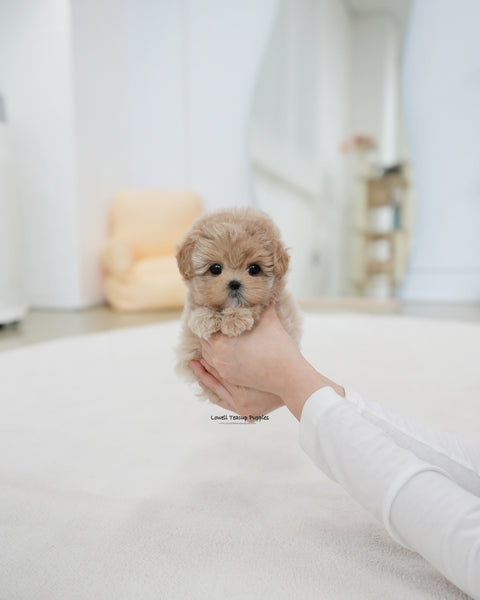 Teacup Maltipoo Female [Rose]