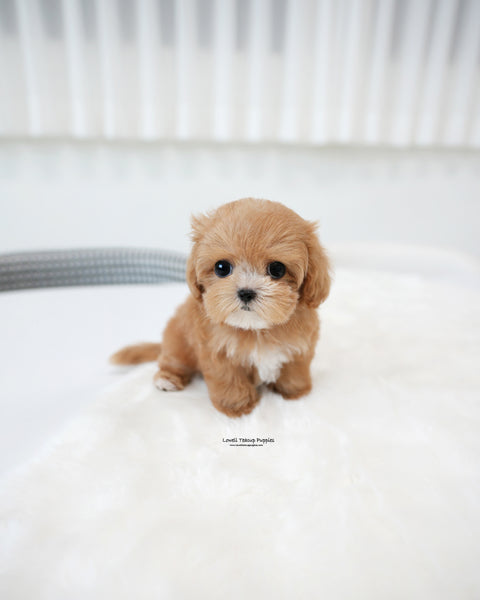 Teacup Maltipoo Male [Hero]