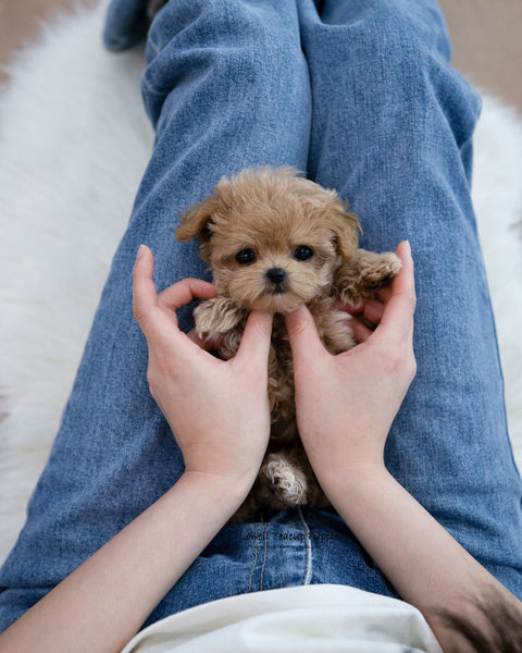 Teacup Maltipoo Female [Bunny]