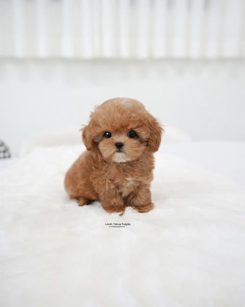 Teacup Maltipoo Male [Ivo]