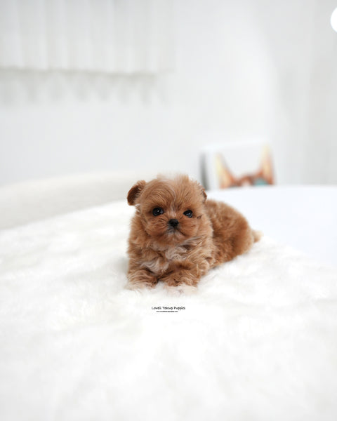 Teacup Maltipoo Female [Stacy]