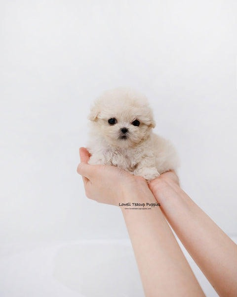 Teacup Maltipoo Female [Donna]