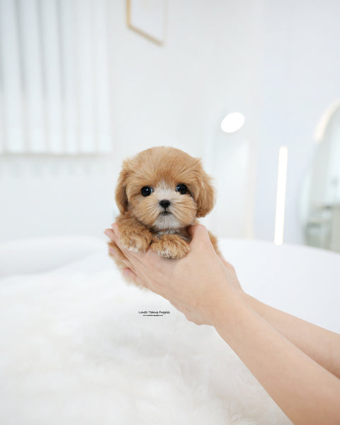 Teacup Maltipoo Male [Hero]